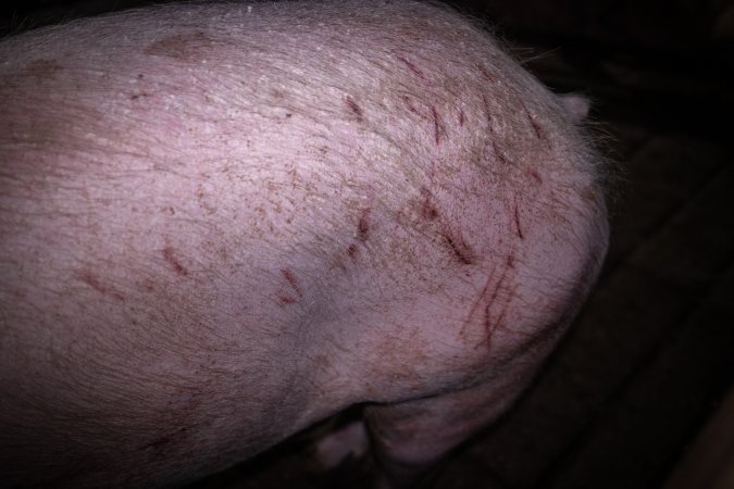 Scratched pig in holding pen