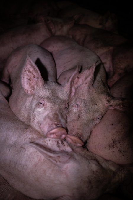 Pigs cuddle in holding pens