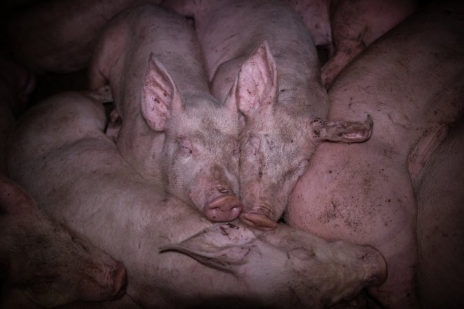 Pigs cuddle in holding pens