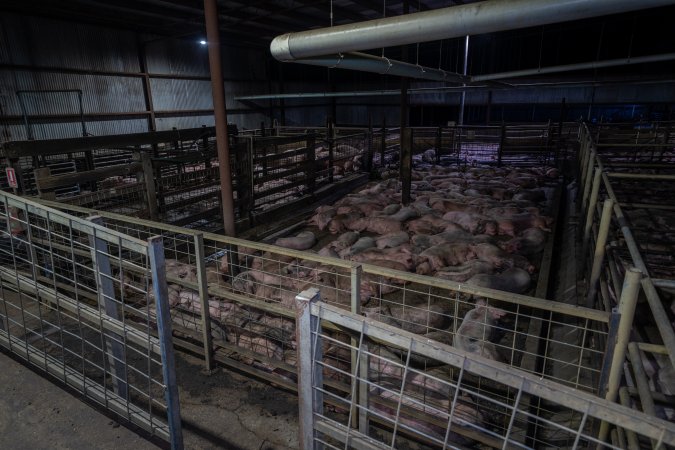 Dirty pigs in holding pens