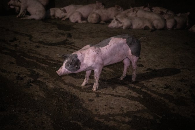 Black and pink piglet in holding pen