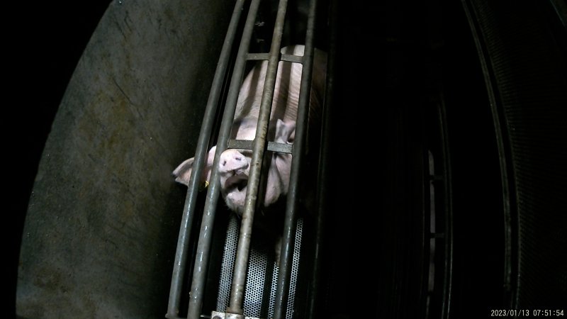 Sow being gassed in carbon dioxide gas chamber