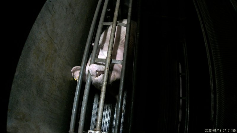 Sow being gassed in carbon dioxide gas chamber