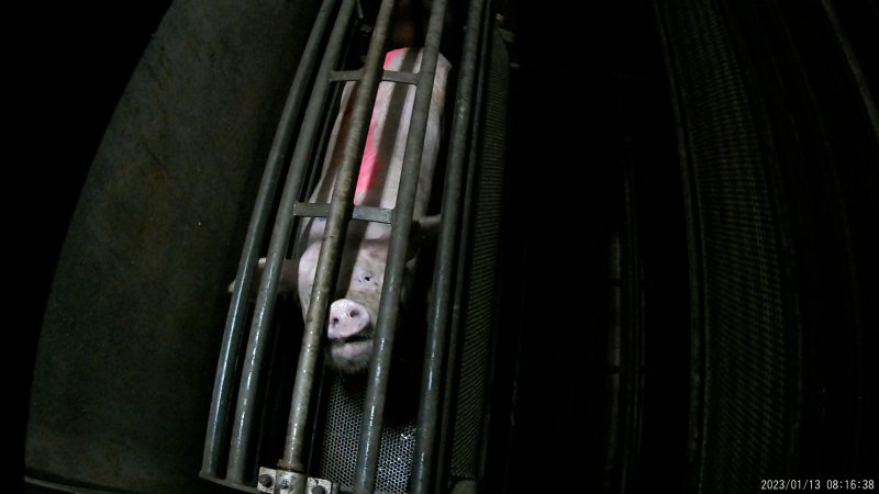 Sow being gassed in carbon dioxide gas chamber