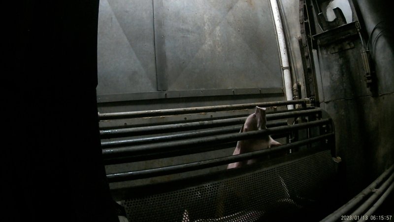 Pigs being gassed in carbon dioxide gas chamber