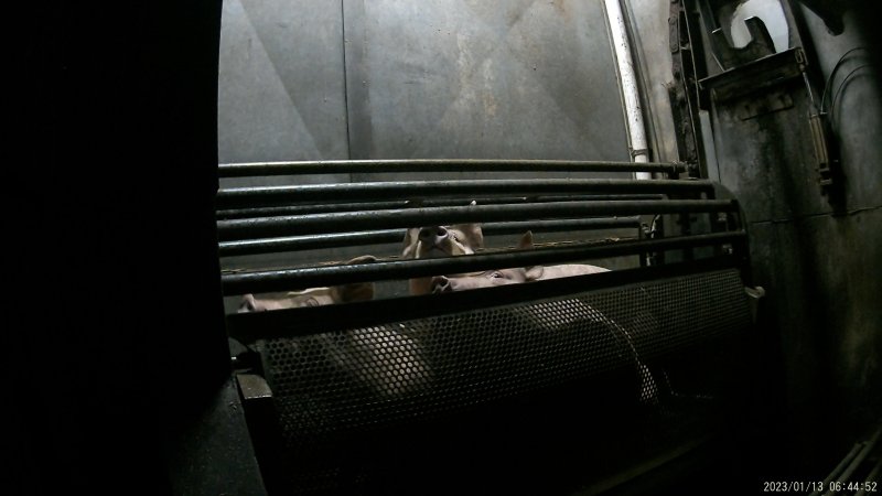 Pigs being gassed in carbon dioxide gas chamber