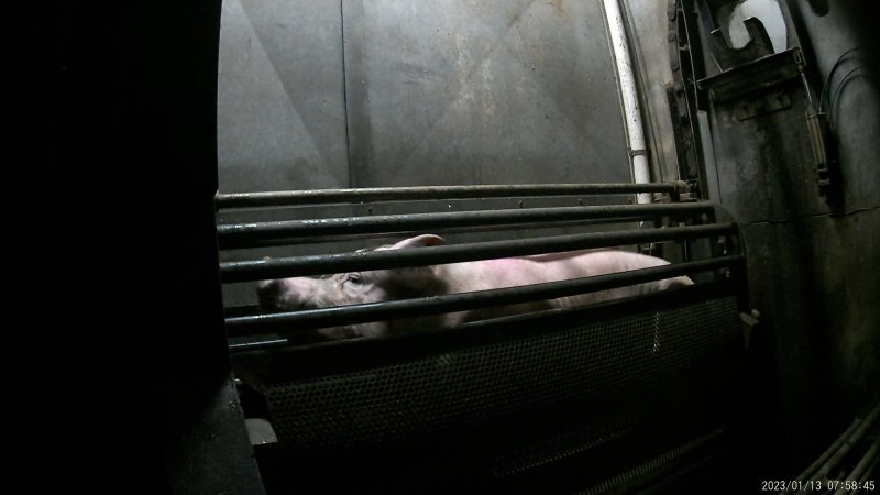 Sow being gassed in carbon dioxide gas chamber