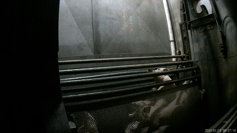 Piglets being gassed in carbon dioxide gas chamber