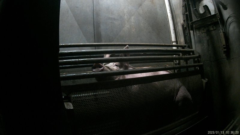 Pigs being gassed in carbon dioxide gas chamber