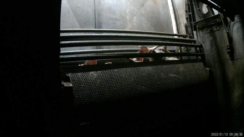 Piglets being gassed in carbon dioxide gas chamber