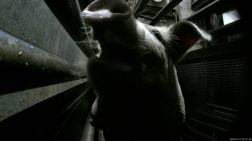 Sow being gassed in carbon dioxide gas chamber