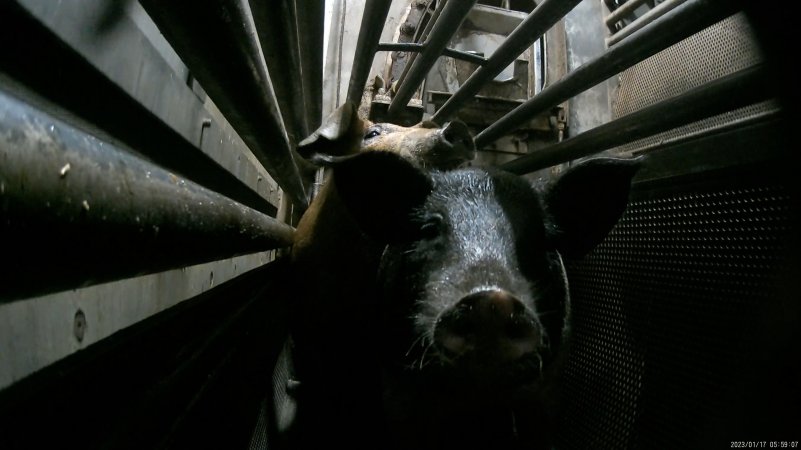 Pigs being gassed in carbon dioxide gas chamber