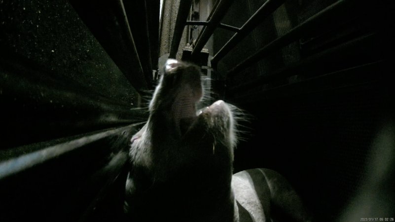 Sow being gassed in carbon dioxide gas chamber