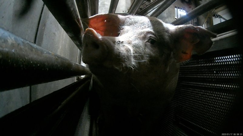 Sow being gassed in carbon dioxide gas chamber