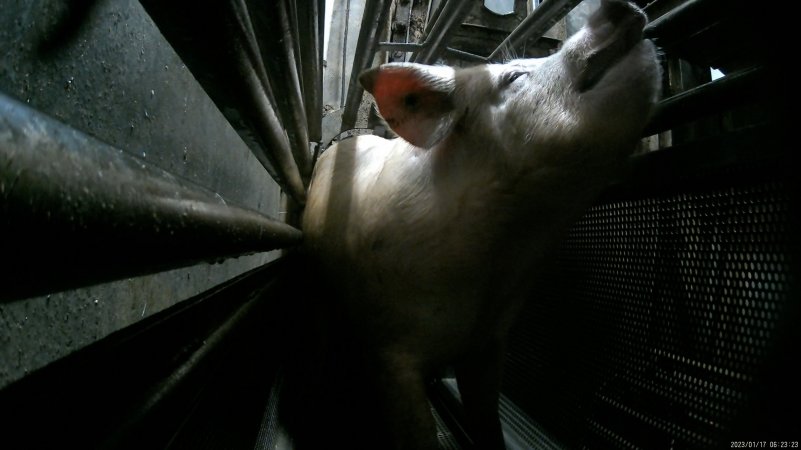 Sow being gassed in carbon dioxide gas chamber