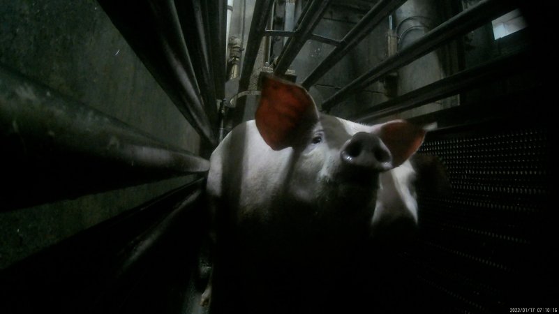 Pigs being gassed in carbon dioxide gas chamber