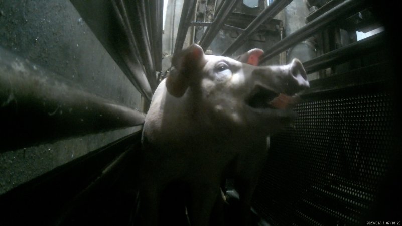 Pigs being gassed in carbon dioxide gas chamber