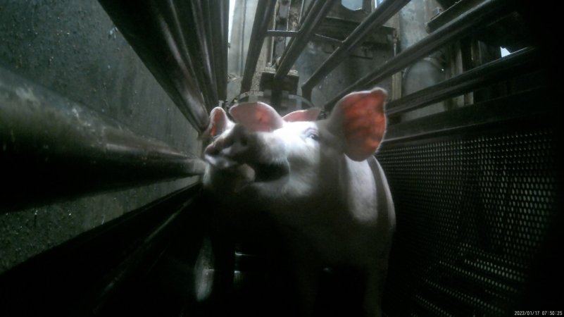 Pigs being gassed in carbon dioxide gas chamber