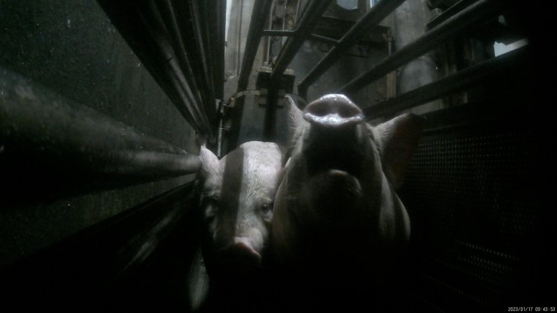 Pigs being gassed in carbon dioxide gas chamber