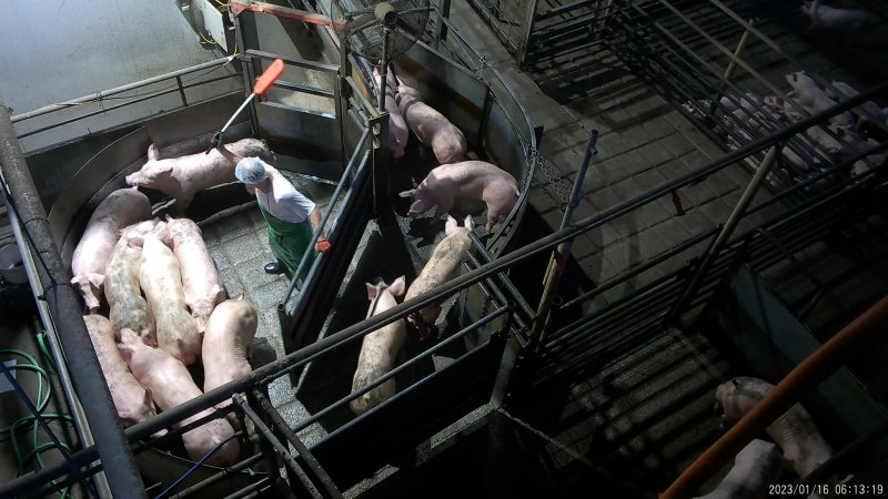 Worker hitting pigs in pre-race pen