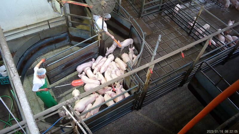 Piglets in pre-race pen