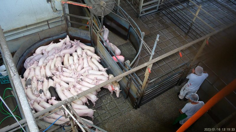 Piglets in pre-race pen