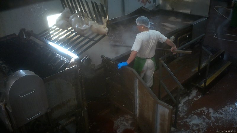 Piglets in scalding tank