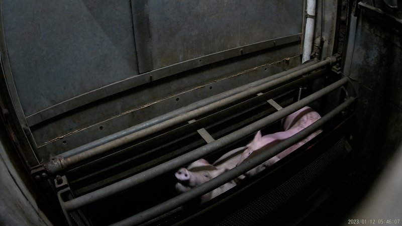 Pigs being gassed in carbon dioxide gas chamber