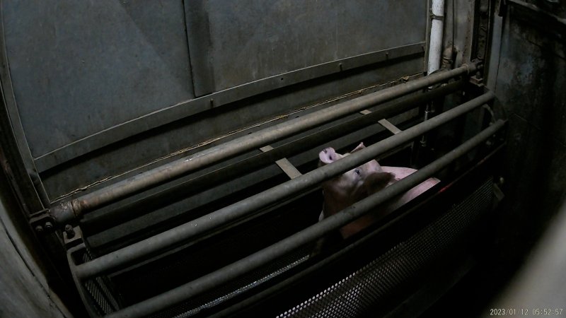 Pigs being gassed in carbon dioxide gas chamber