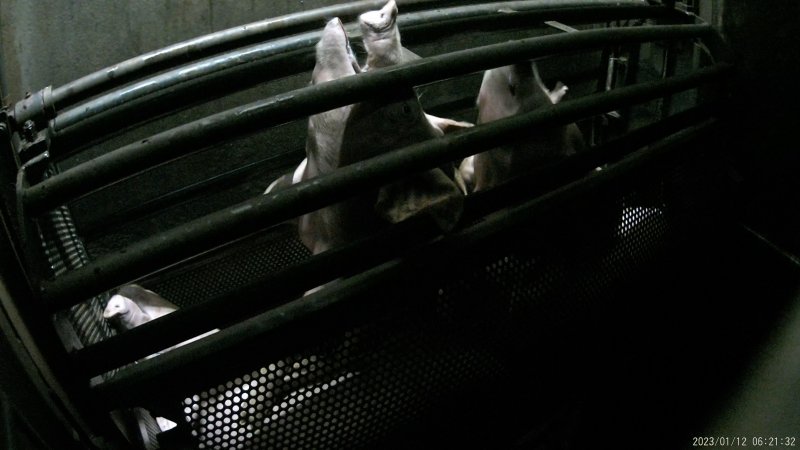 Pigs being gassed in carbon dioxide gas chamber