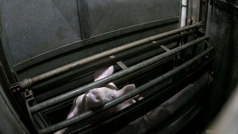 Pigs being gassed in carbon dioxide gas chamber