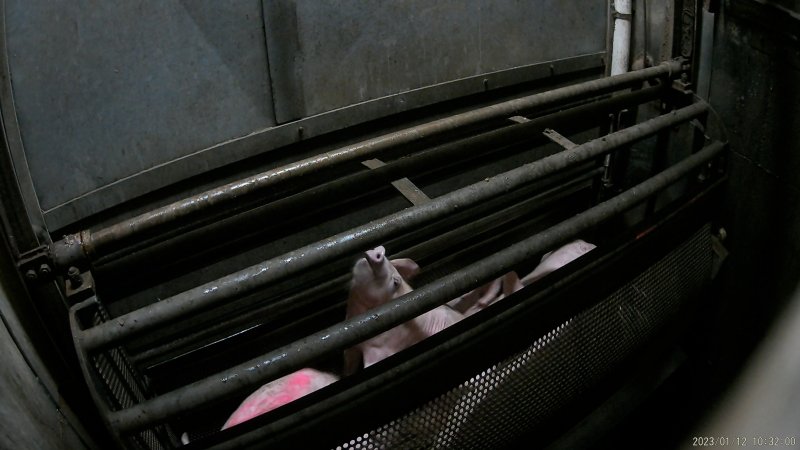 Pigs being gassed in carbon dioxide gas chamber