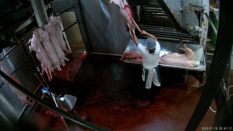 Pigs being 'stuck' with a knife