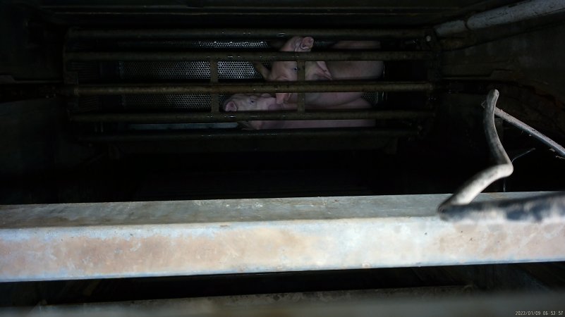 Pigs being gassed in carbon dioxide gas chamber