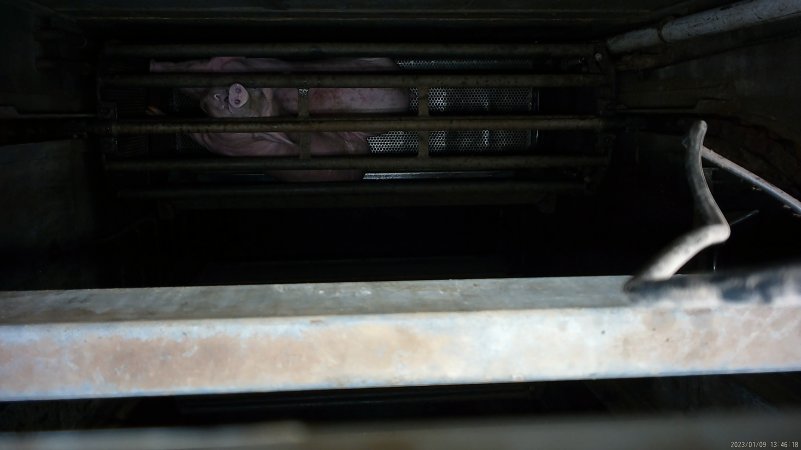 Pigs being gassed in carbon dioxide gas chamber