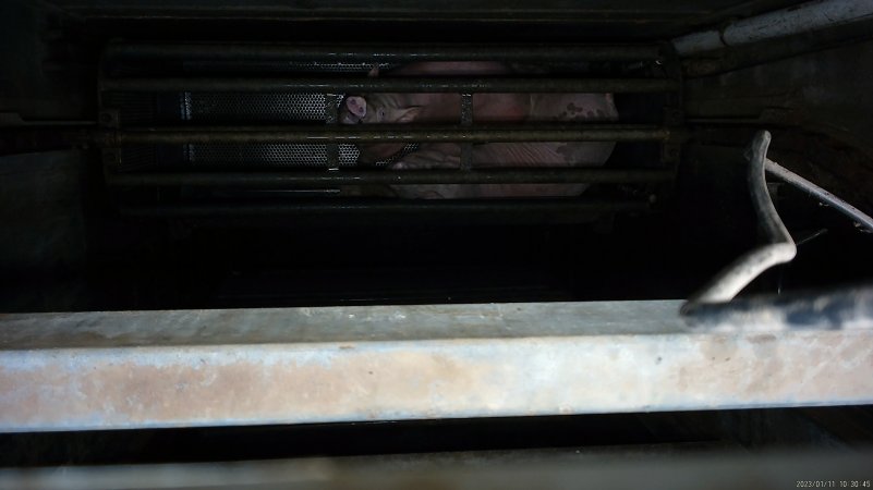 Pigs being gassed in carbon dioxide gas chamber