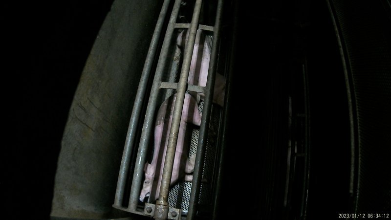 Pigs being gassed in carbon dioxide gas chamber