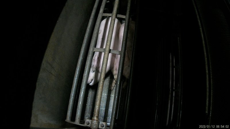 Pigs being gassed in carbon dioxide gas chamber