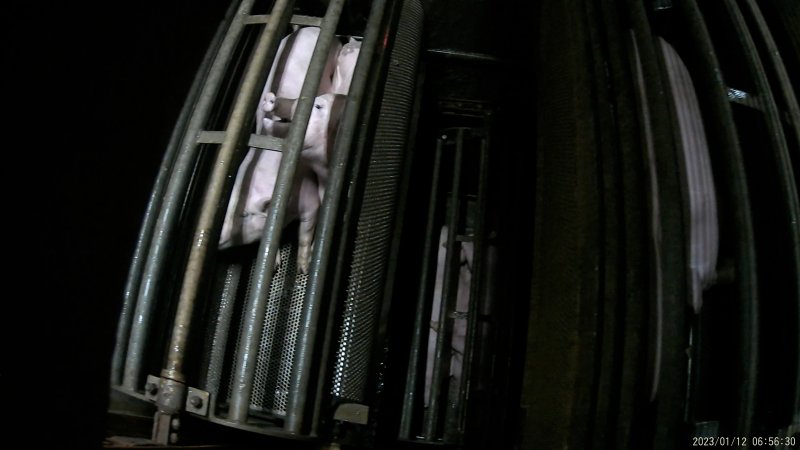 Pigs being gassed in carbon dioxide gas chamber