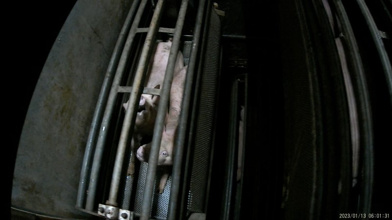 Pigs being gassed in carbon dioxide gas chamber