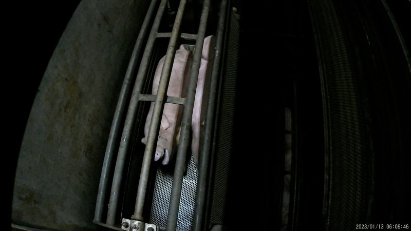 Pigs being gassed in carbon dioxide gas chamber