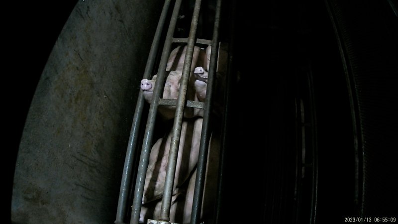 Pigs being gassed in carbon dioxide gas chamber