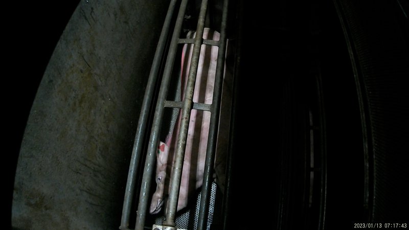 Sow being gassed in carbon dioxide gas chamber