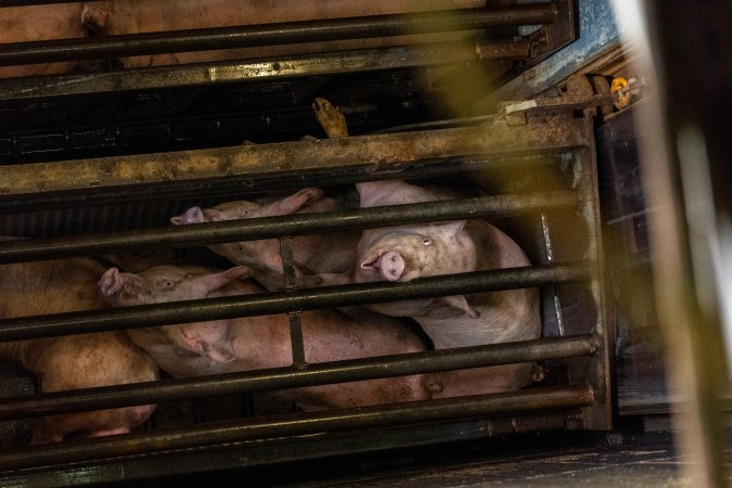 Pigs being gassed in carbon dioxide gas chamber