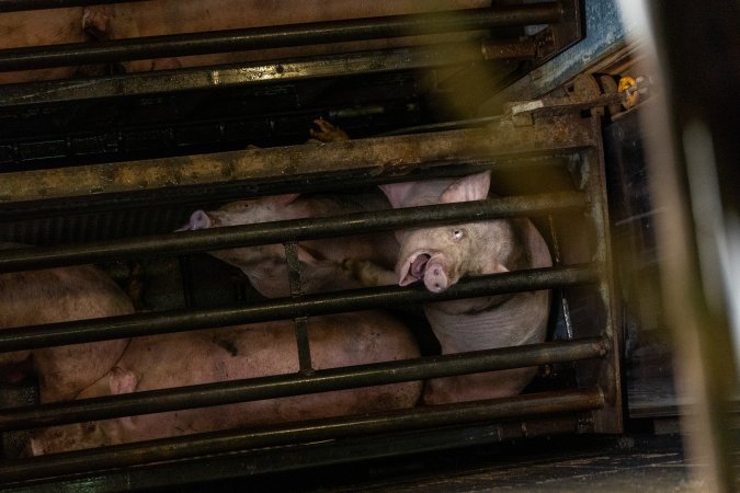 Pigs being gassed in carbon dioxide gas chamber