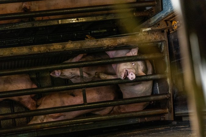 Pigs being gassed in carbon dioxide gas chamber