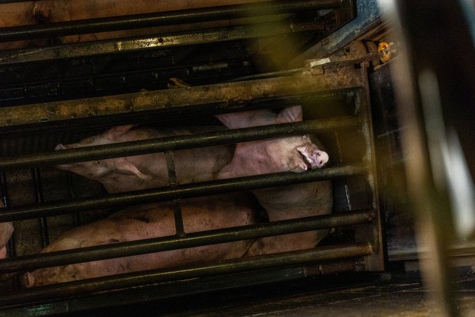 Pigs being gassed in carbon dioxide gas chamber