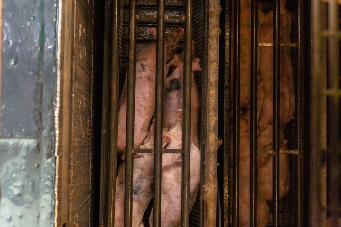 Pigs being gassed in carbon dioxide gas chamber