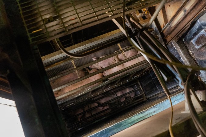 Pigs being gassed in carbon dioxide gas chamber