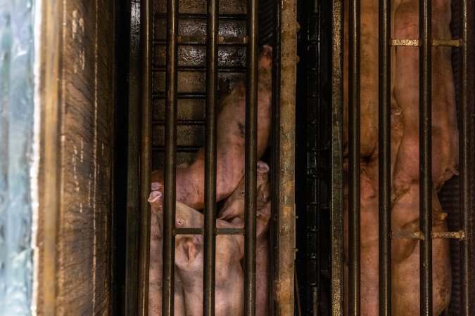 Pigs being gassed in carbon dioxide gas chamber